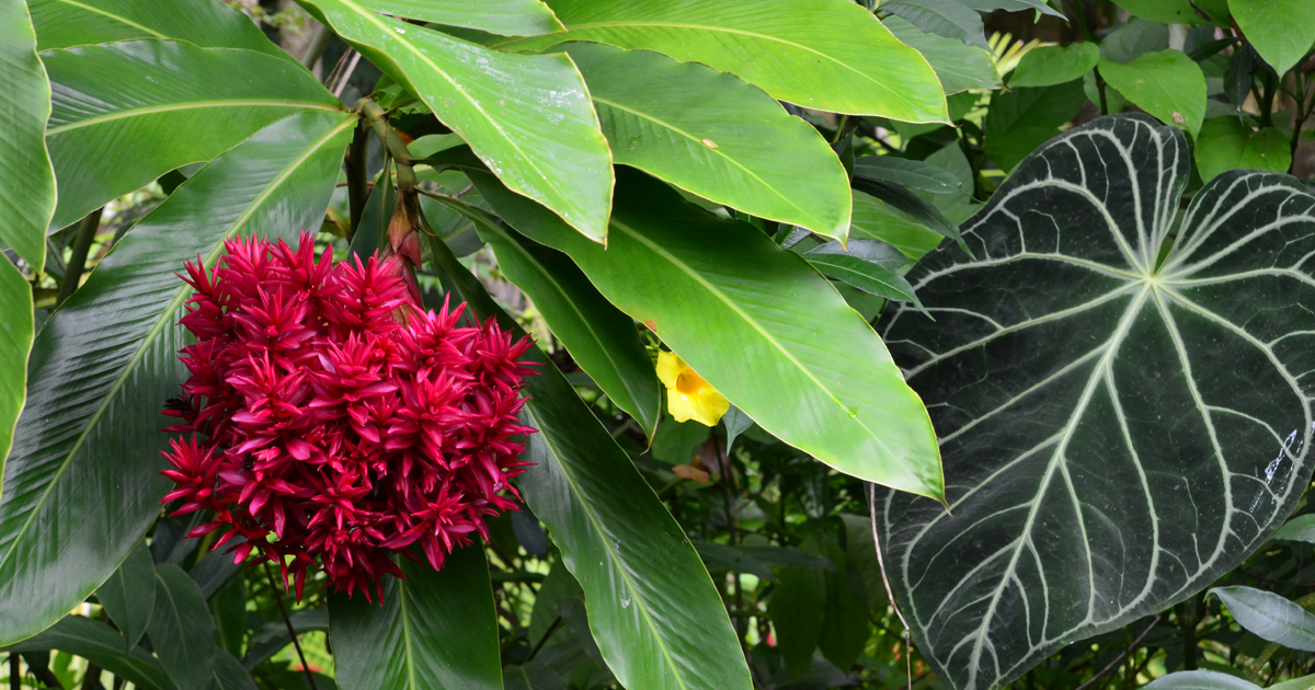 Hawaii Tropical Bioreserve and Garden