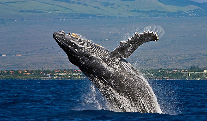 Big Island Whale Watching