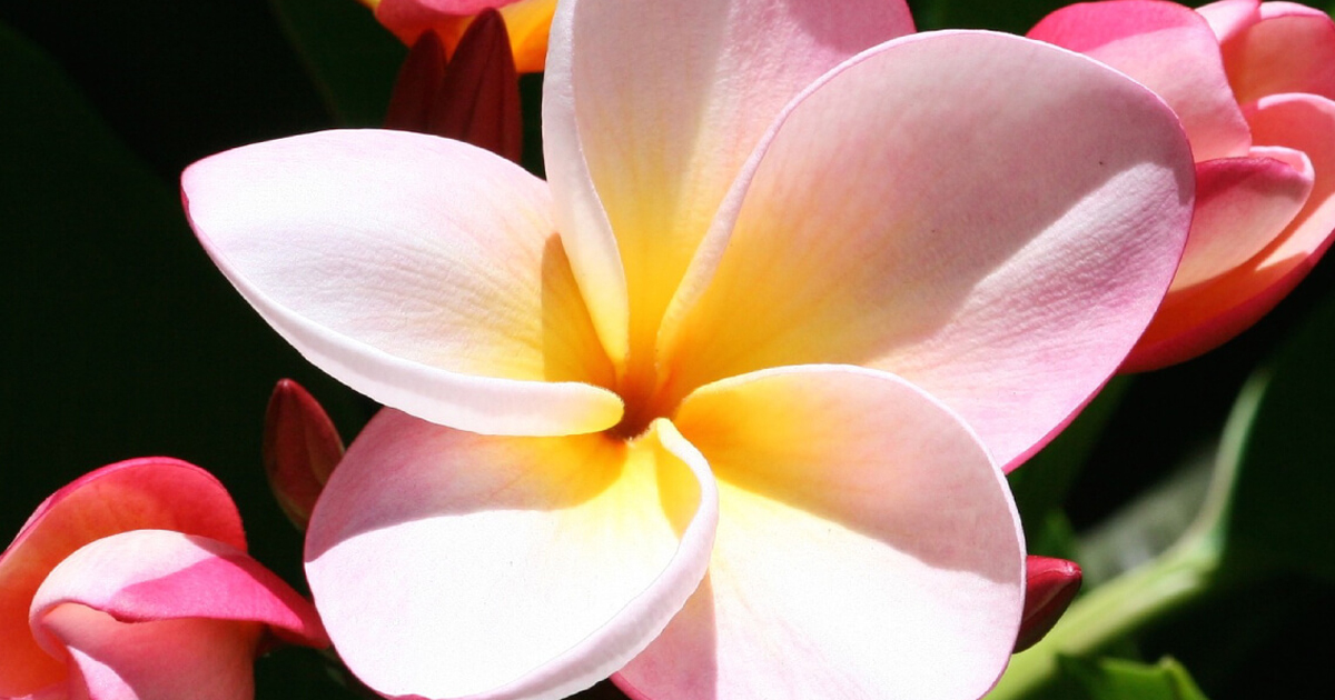 Pink plumeria flower