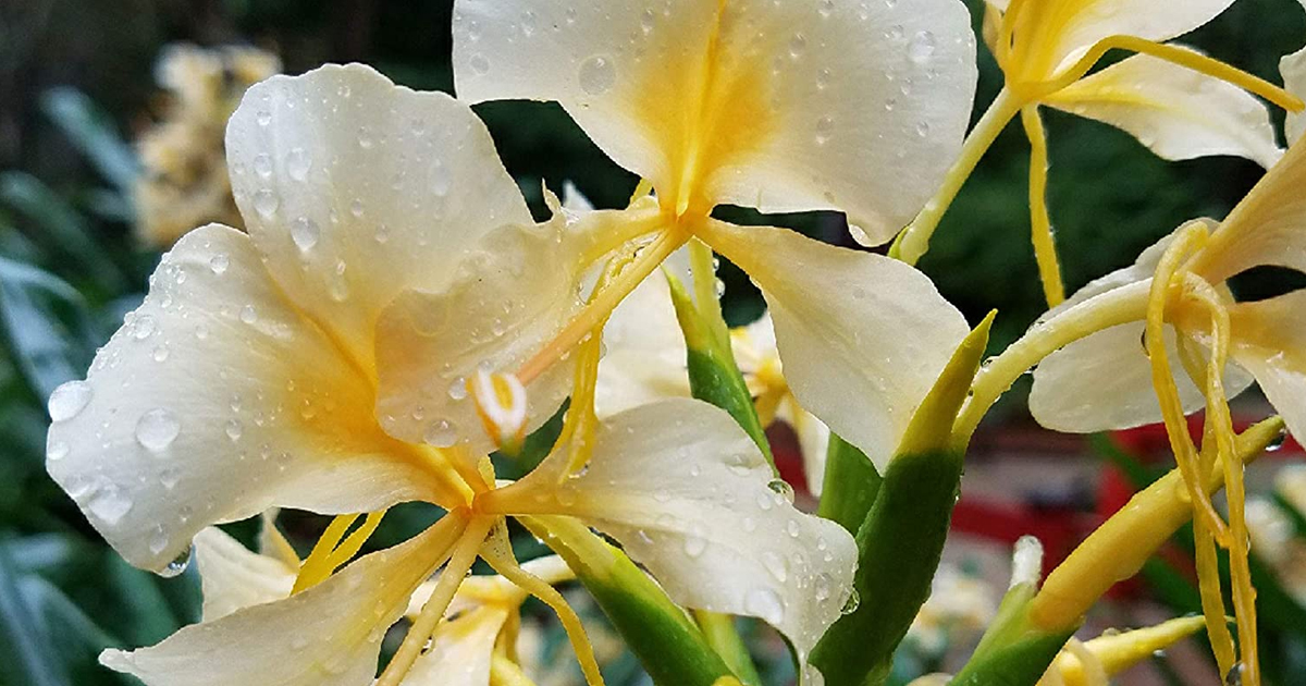 White ginger flower