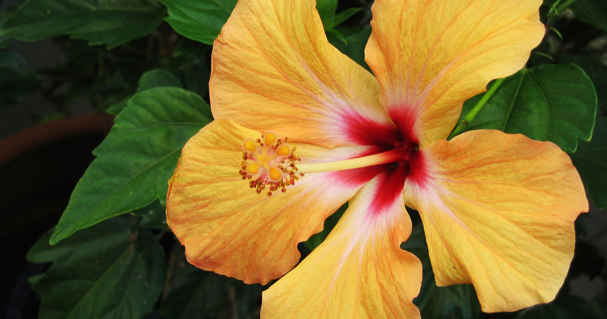 Yellow hibiscus flower