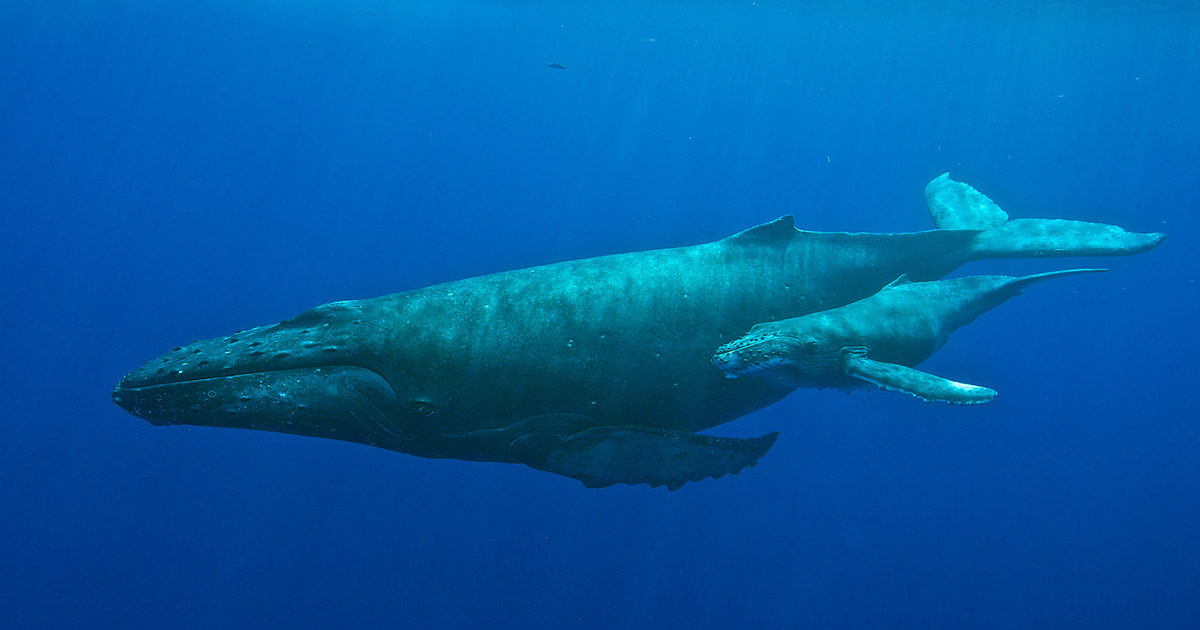 Humpback whale and calf