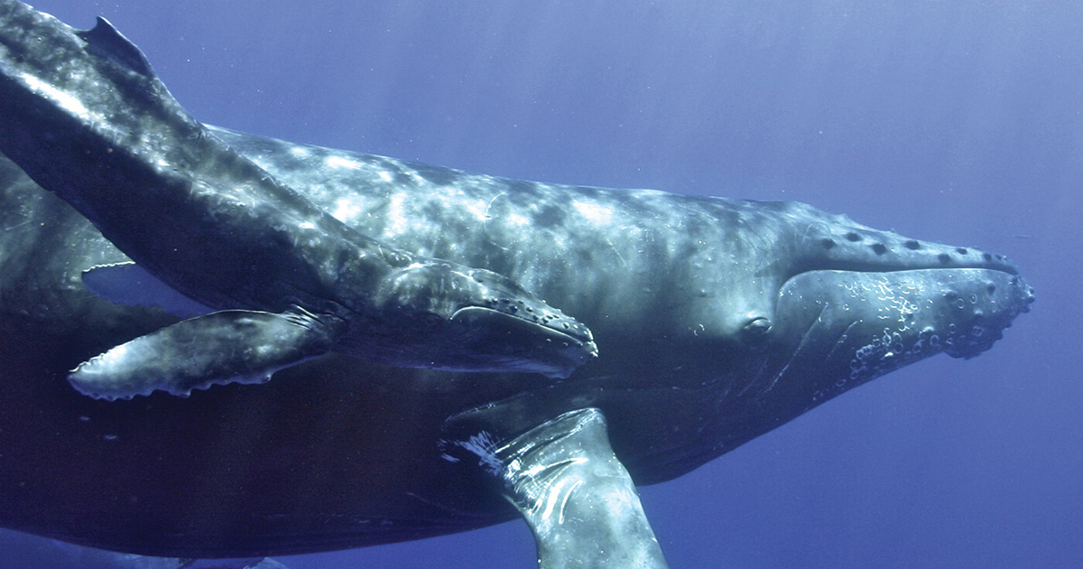 Humpback whale and calf under water