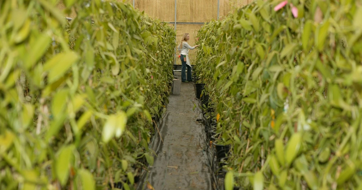 Hawaiian Vanilla Company's farm