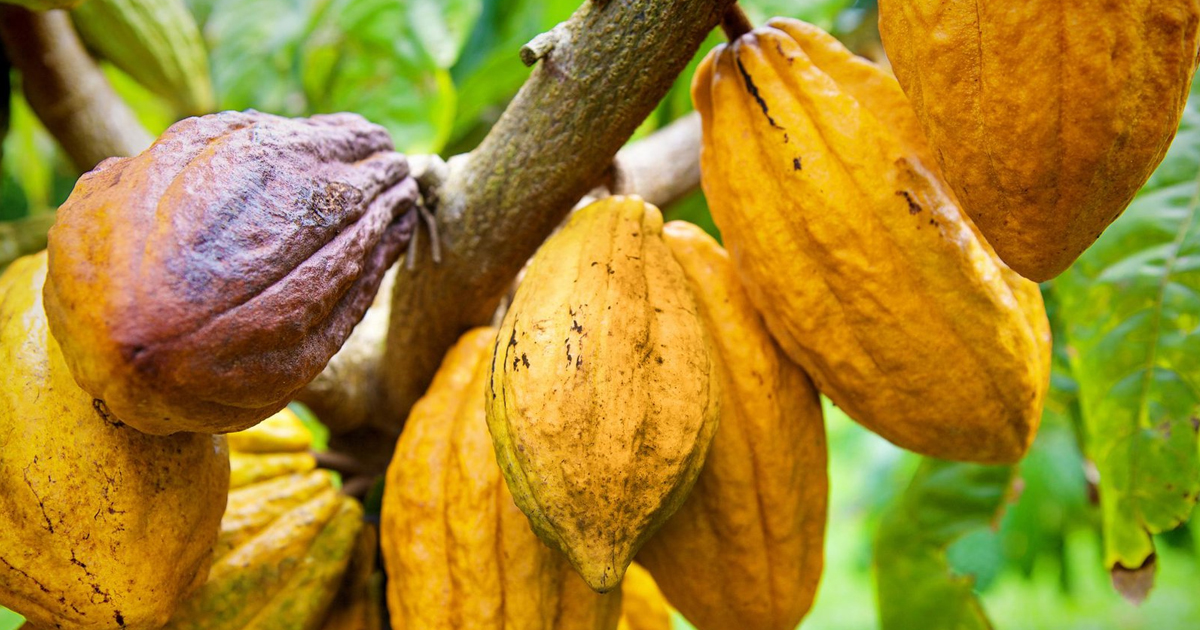 Hawaiian Cacao Pods