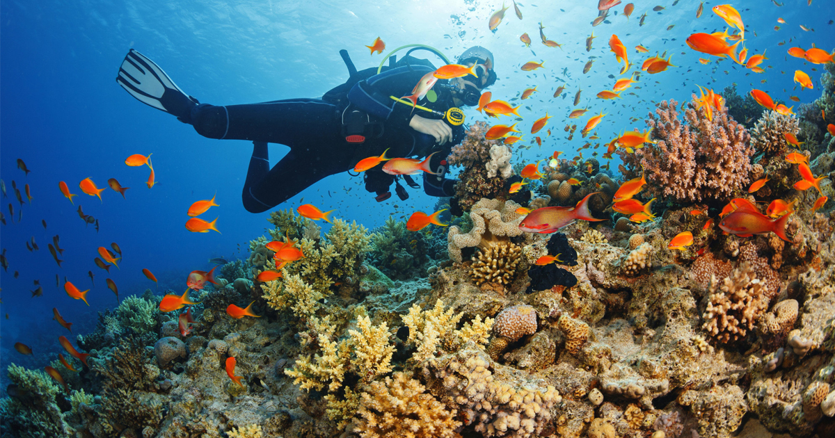 Scuba diving in Kohala