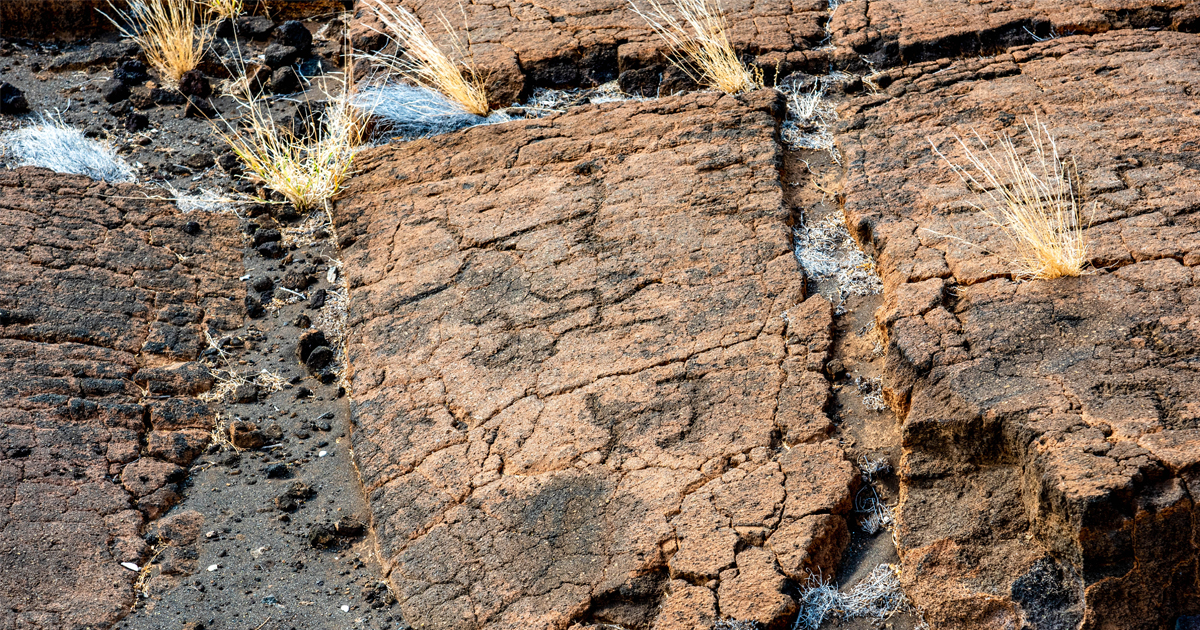 Puako petroglyphs