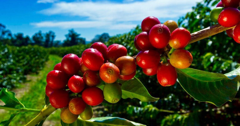 Ripe Kona coffee berries