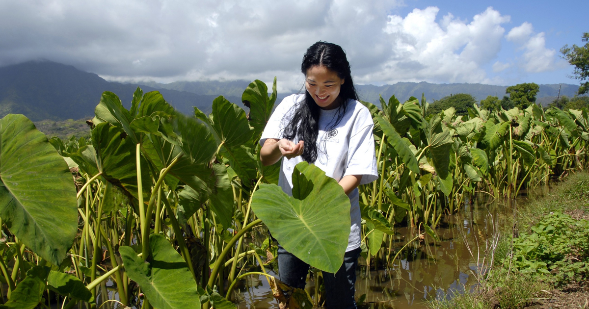 Hawaiian woman in taro field