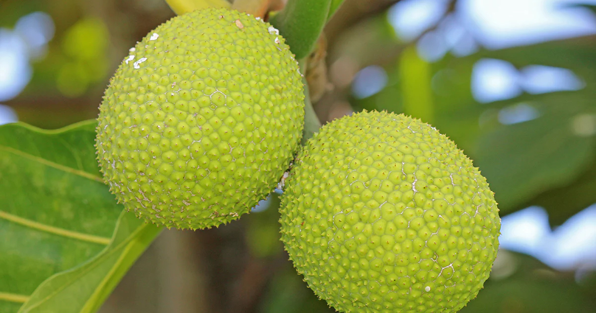 Ulu Breadfruit