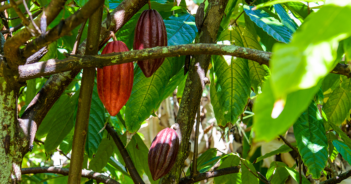 Cacao pods