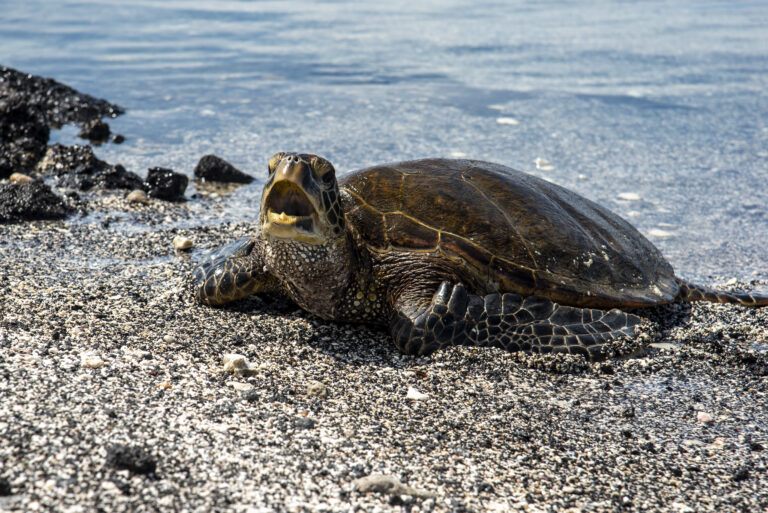 Hawaiian green sea turtle with open mouth on the beach