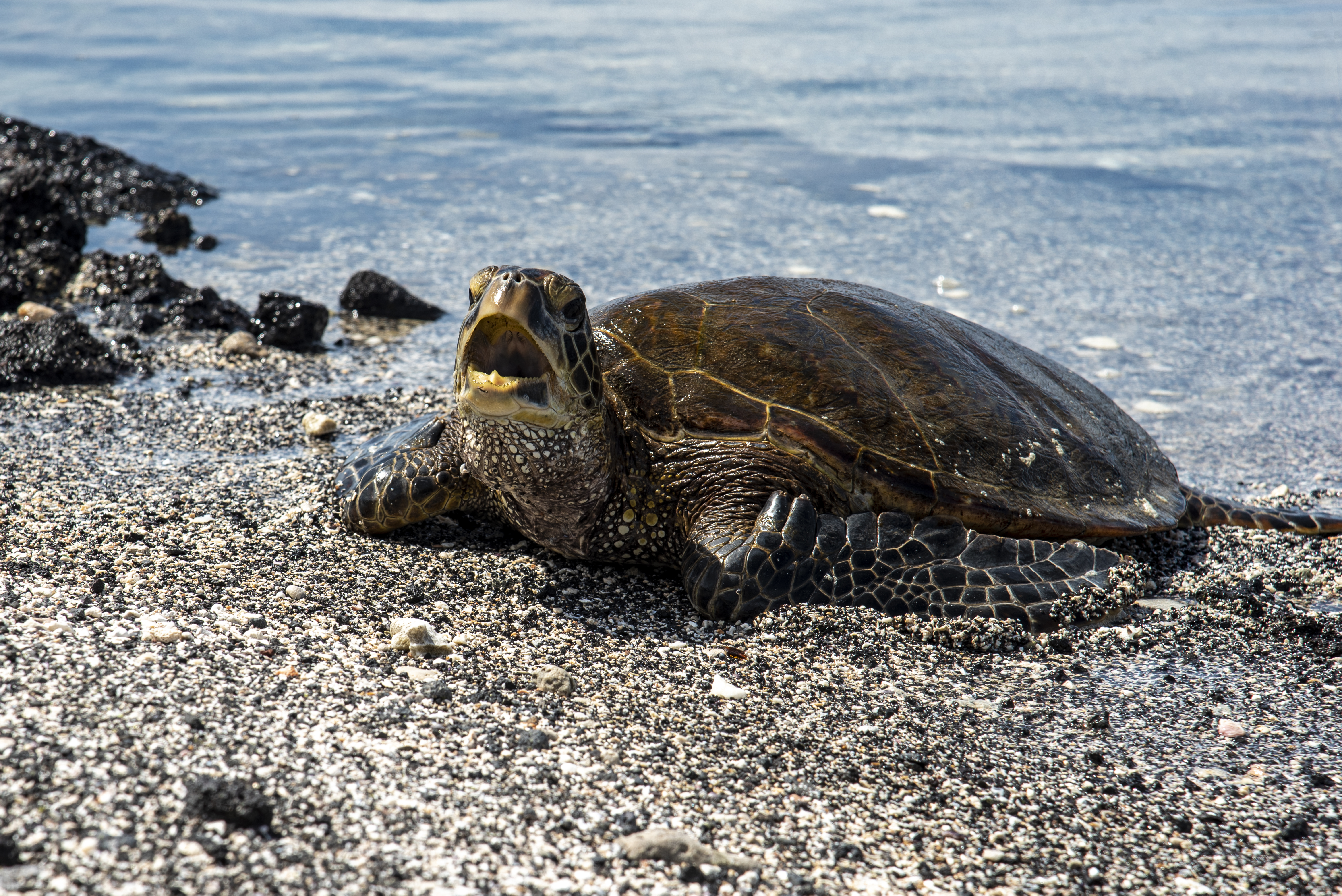 Hawaiian green sea turtle with open mouth on the beach