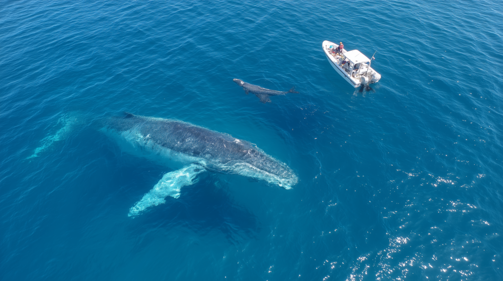 Aerial view of humpback whale and calf next to diver's boat