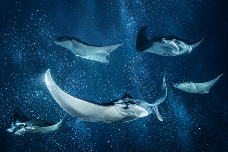 Manta rays swimming at night underwater